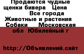 Продаются чудные щенки бивера › Цена ­ 25 000 - Все города Животные и растения » Собаки   . Московская обл.,Юбилейный г.